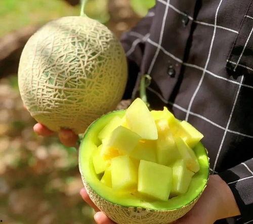 娱乐随拍吃瓜,随拍吃瓜，揭秘明星生活点滴